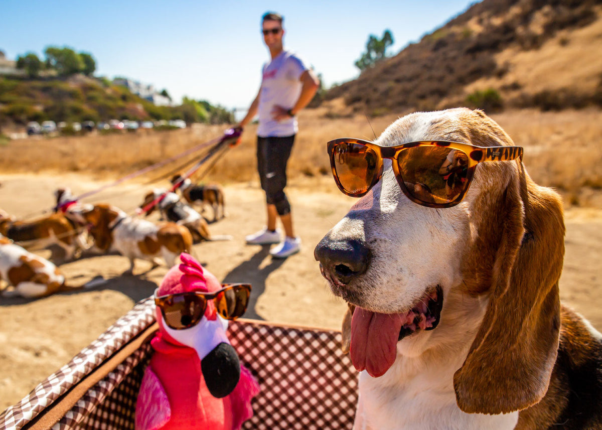 goodr – UPI ONLINE STORE