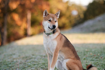 スタッフ Neilの備え〜愛犬ヤンと一緒に防災準備〜