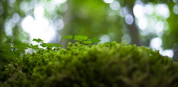 【棚卸による発送業務停止について】