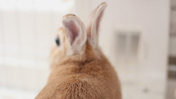 うさぎの暮らしとの備え〜小動物との防災〜