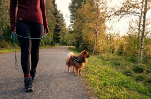 ウールパワーの名作、ウルフロッテ。