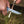 MORAKNIV RISBERG (S)  / モーラナイフ リスバーグ (S)