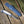 MORAKNIV RISBERG (S)  / モーラナイフ リスバーグ (S)